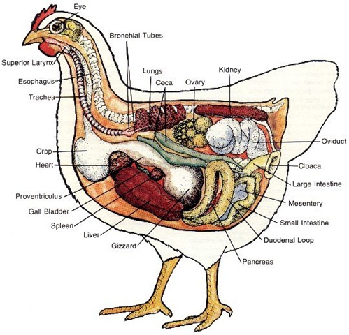 [chicken_anatomy4.jpg]