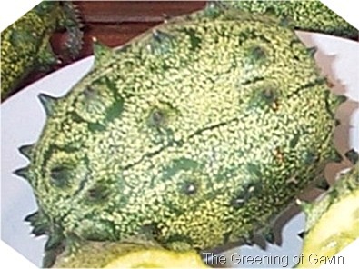 Horned African Melon Single Small