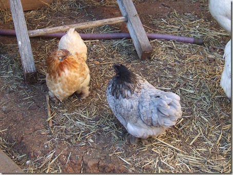 New flock 005 New flock 005