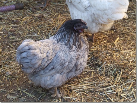 New flock 001 New flock 001