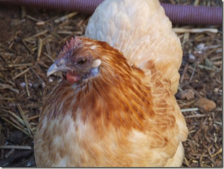 New flock 006 New flock 006