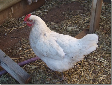New flock 008 New flock 008
