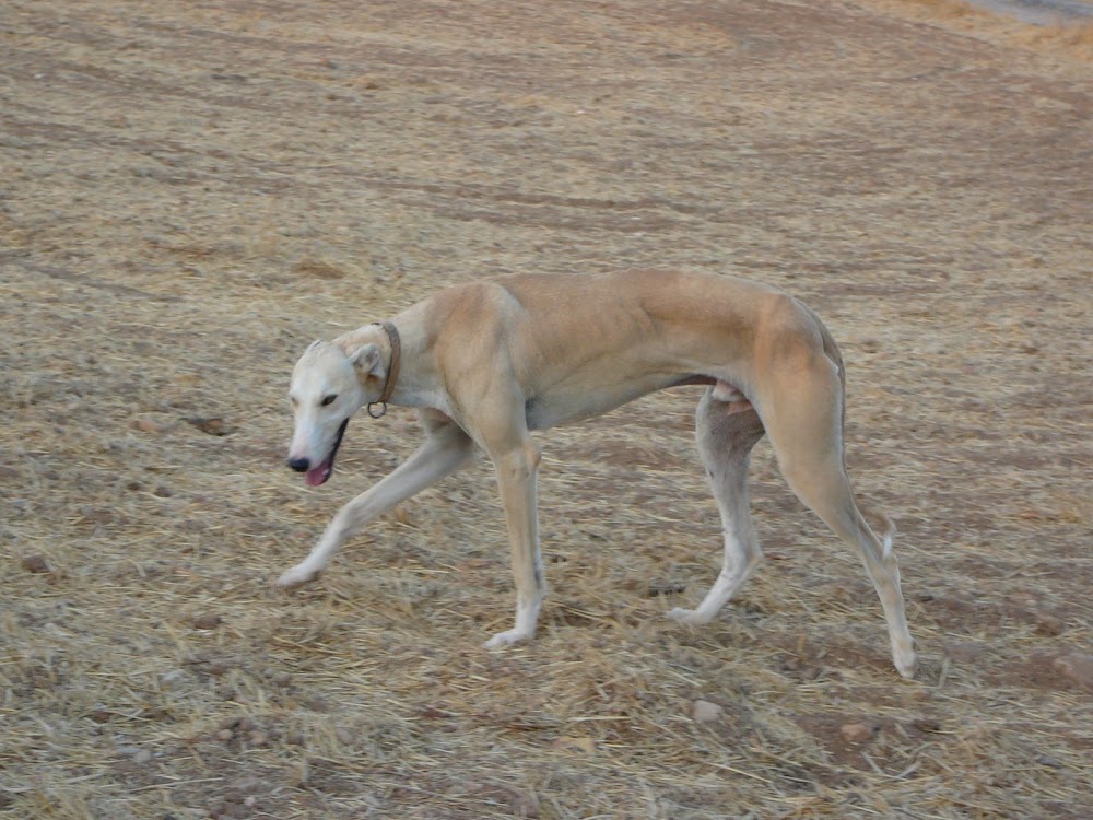 Greyhound near Villanueva de la Jara, Cuenca