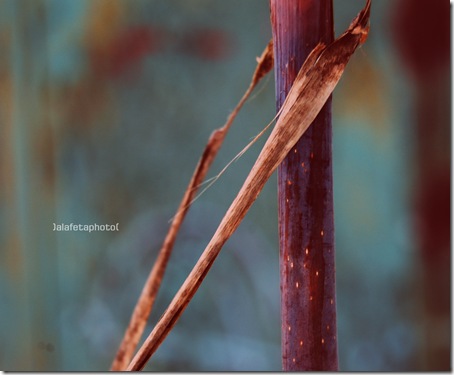 Untitled-1