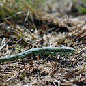 Common lizard