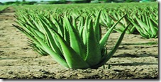 Aloe Vera Plant (copy) Aloe Vera Plant (copy)