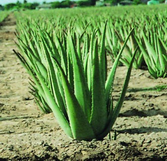 [AloeVeraPlantcopy7.jpg]