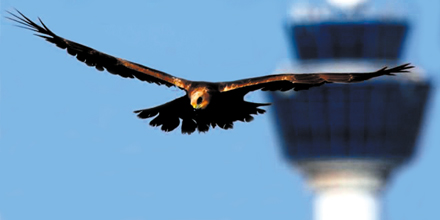 Birds El. Venizelos