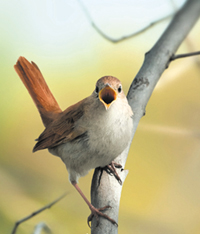 Birds El. Venizelos