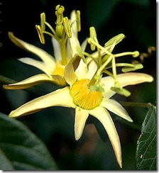 Passifloraherbertiana