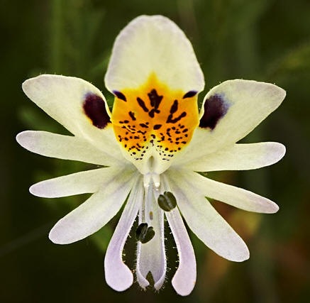 [Schizanthus pinnatus[2].jpg]