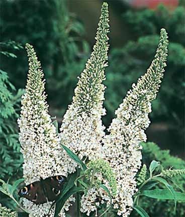 [Buddleja albiflora[2].jpg]