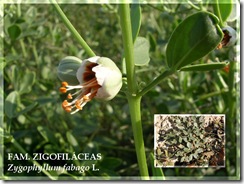 Zygophyllum fabago