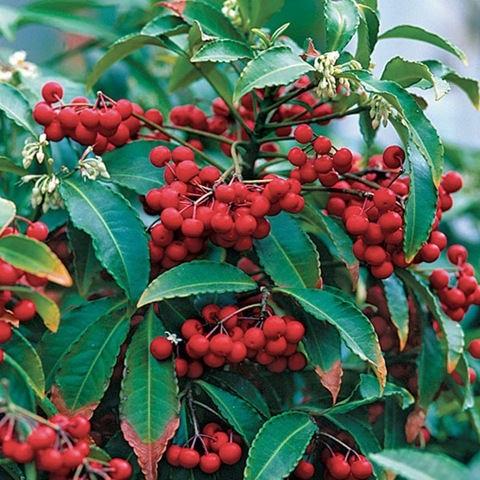 [Ardisia_crenata_lg[2].jpg]