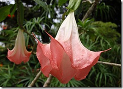 brugmansia_suaveolens brugmansia_suaveolens