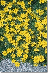 COREOPSIS VENTRICILLATA