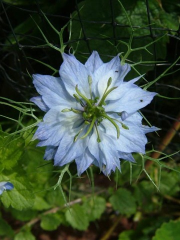 [Nigella damascena[3].jpg]