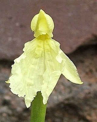 [roscoeacautleyoides2.jpg]