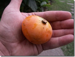 Bacupari de Cipo