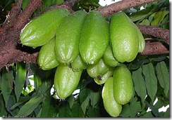 Bilimbi