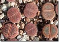 Lithops H v S 1
