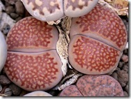 Lithops hallii v ochracea1 Lithops hallii v ochracea1