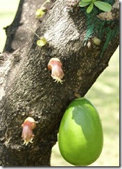 Crescentia_alata