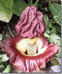 Amorphophallusp1 Amorphophallusp1