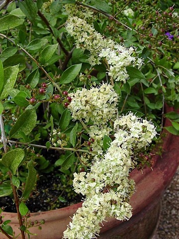 [Reseda odorata[2].jpg]