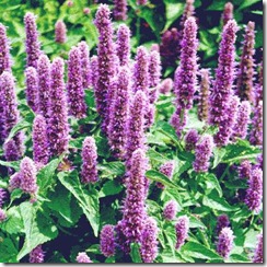 Agastache