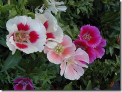 godetia