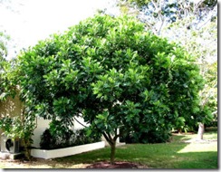 Filicium decipiens