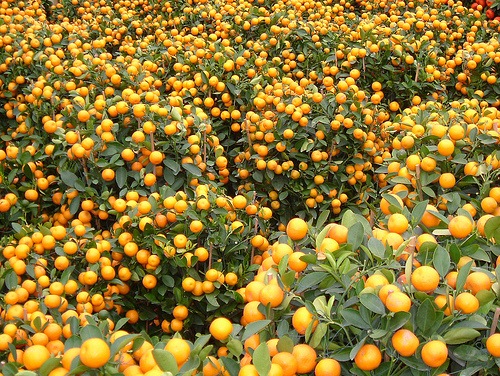 [HK Kumquat[2].jpg]