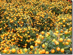 HK
Kumquat