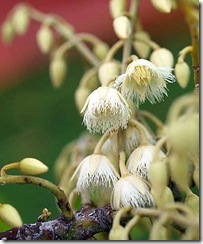 E
ganitrus2