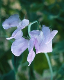 [lathyrus lavander[2].jpg]