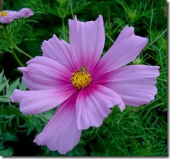 cosmos_bipinnatus