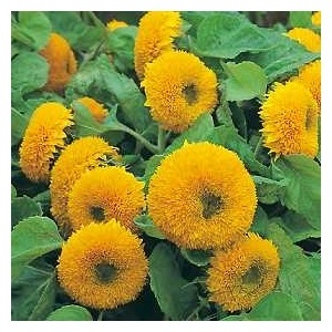 [Girasol Urso de Pelucia (3)[3].jpg]