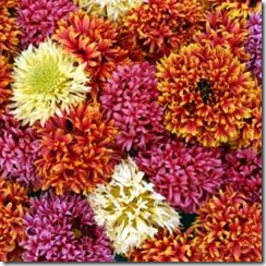 Gaillardia