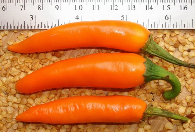 [Pepper Thai Carrot[2].jpg]