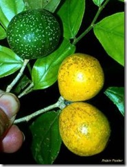 casearia_obovata