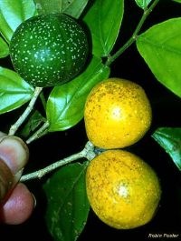[casearia_obovata[2].jpg]