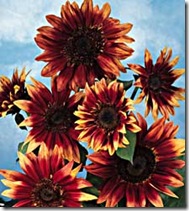 S Indian Blanket S Indian Blanket