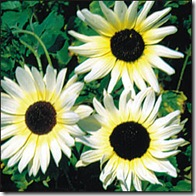 S Italian White S Italian White