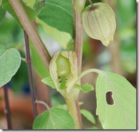 Sunberry