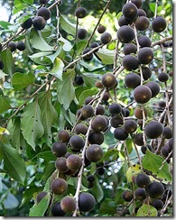 D
abyssinica