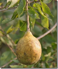 bael-fruit