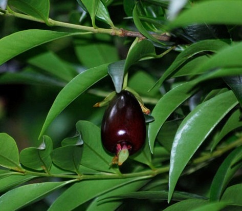 [cherry_of_the_rio_grande[2].jpg]