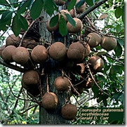Abrico de Macaco1
