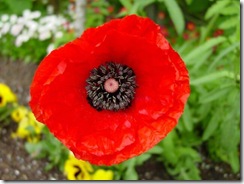 PoppyShirley1 PoppyShirley1
